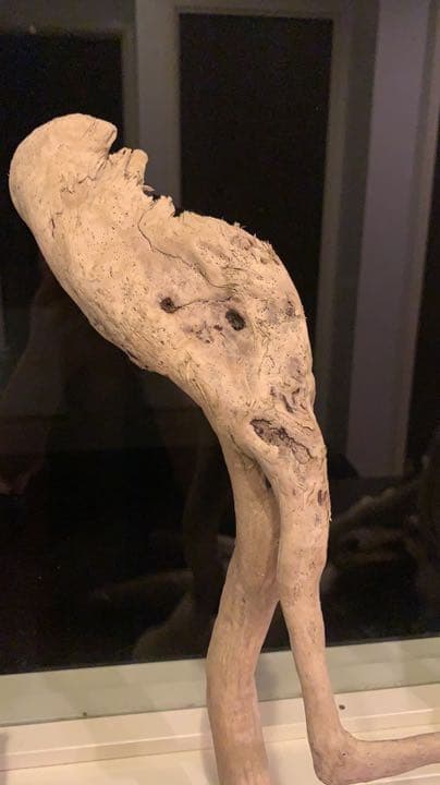 自然美流木龍+蛇