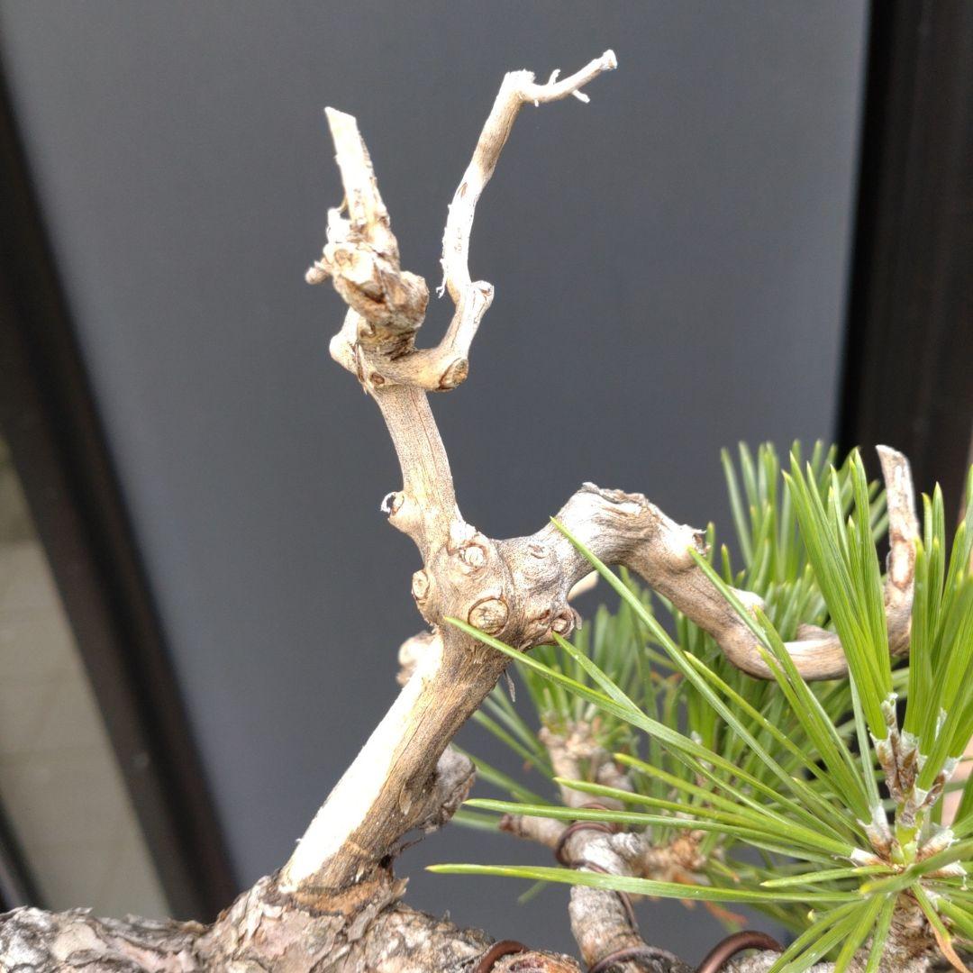 黒松 小品 盆栽 素材