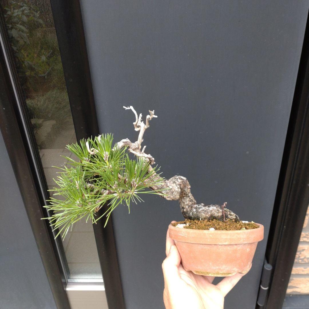 黒松 小品 盆栽 素材