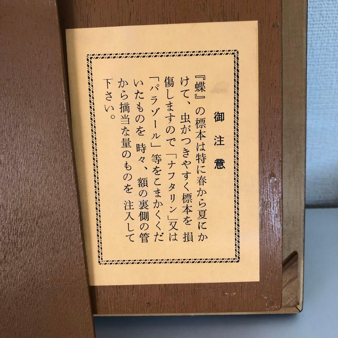 サ*ヤ様 キプリスモルフォ蝶 コロンビア 標本 額縁入り