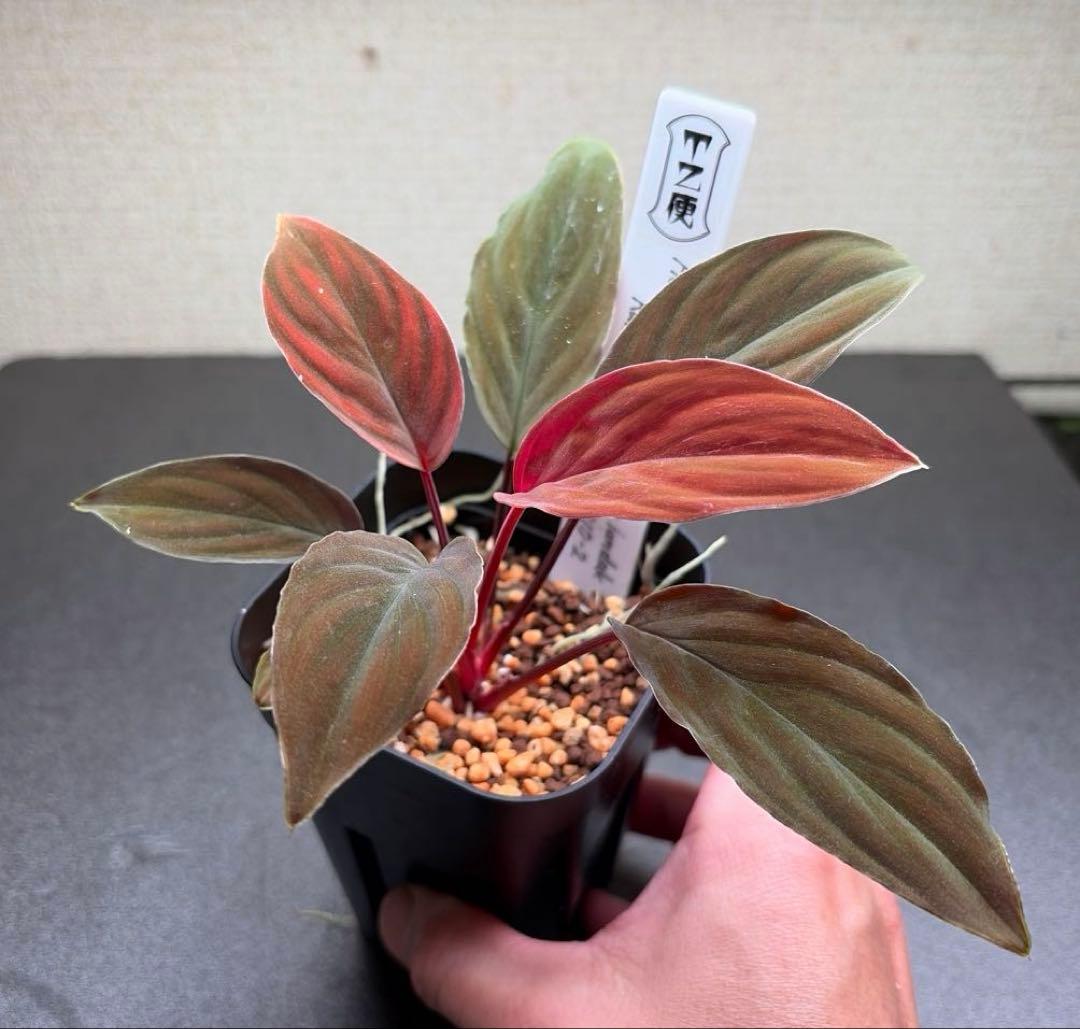 Homalomena sp. “夕霧” T-3810-2