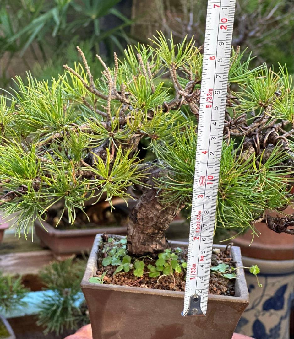 五葉松盆栽