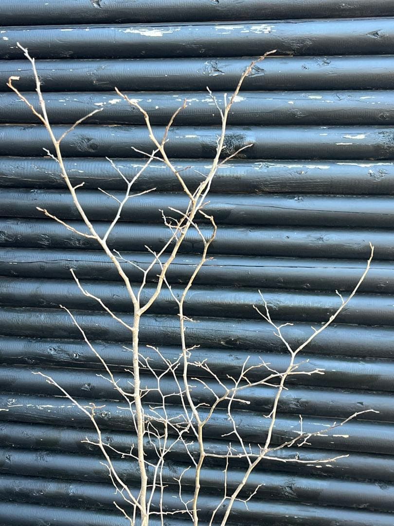 山採り天然　ナツハゼ　2