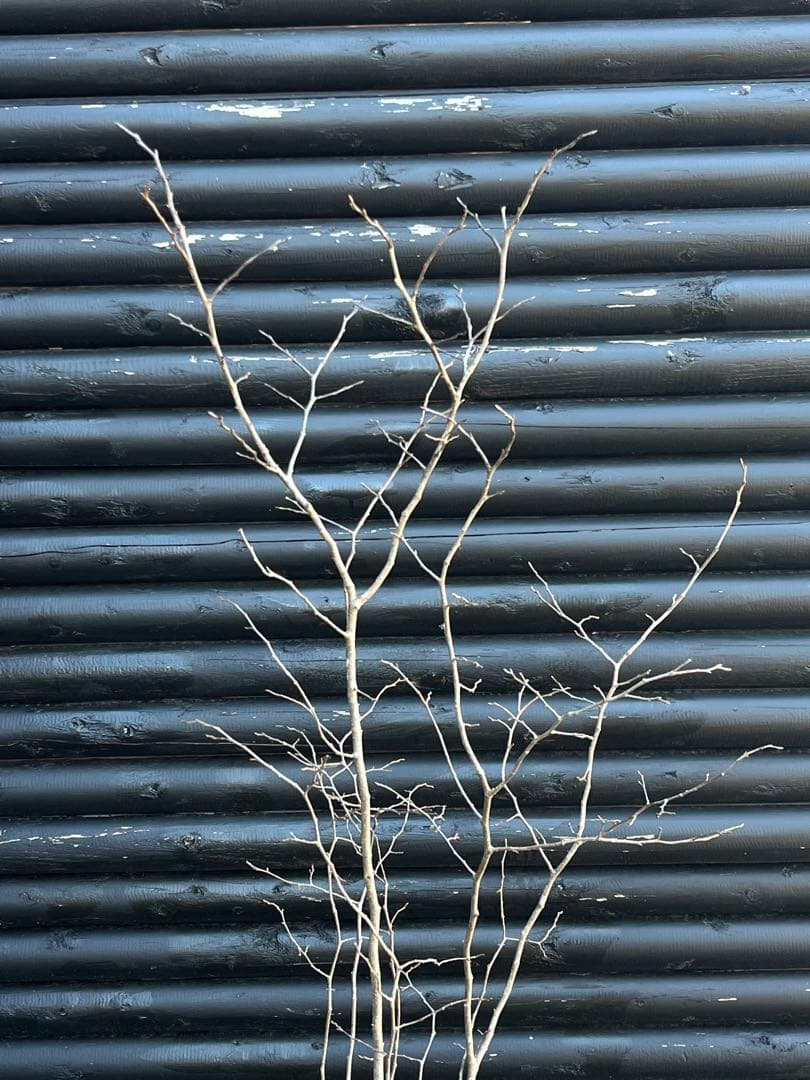 山採り天然　ナツハゼ　2