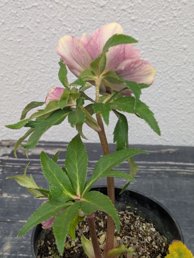 広瀬園芸 クリスマスローズ ソレイユdd 極上発色