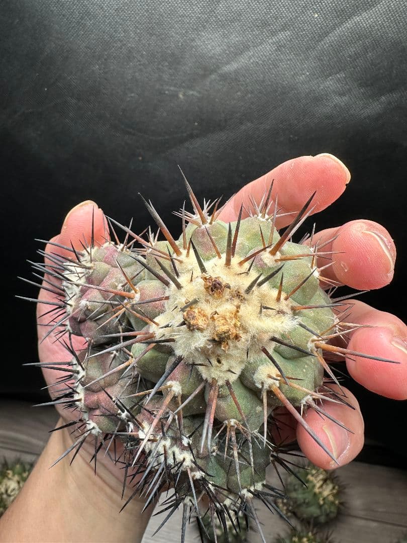 【サボテン_コクオウマル】黒王丸 超特大 5頭