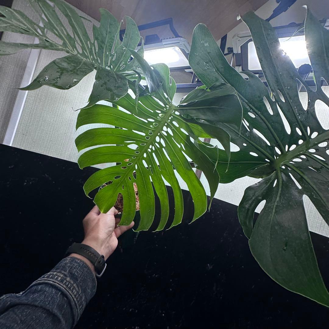 2*4様 モンステラデリシオーサマクロコズム超希少系統鉢植え71㎝