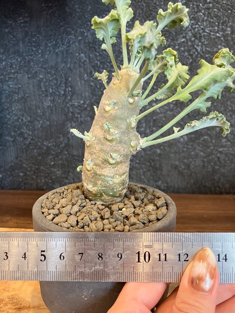 ペラルゴニウム　クリンガルドテンセ　実生　Kimihiro Plants 鉢付き