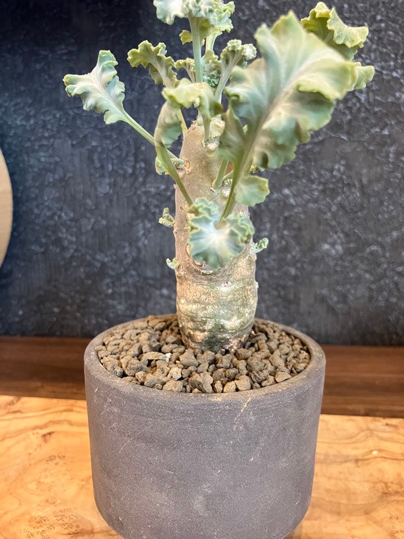 ペラルゴニウム　クリンガルドテンセ　実生　Kimihiro Plants 鉢付き