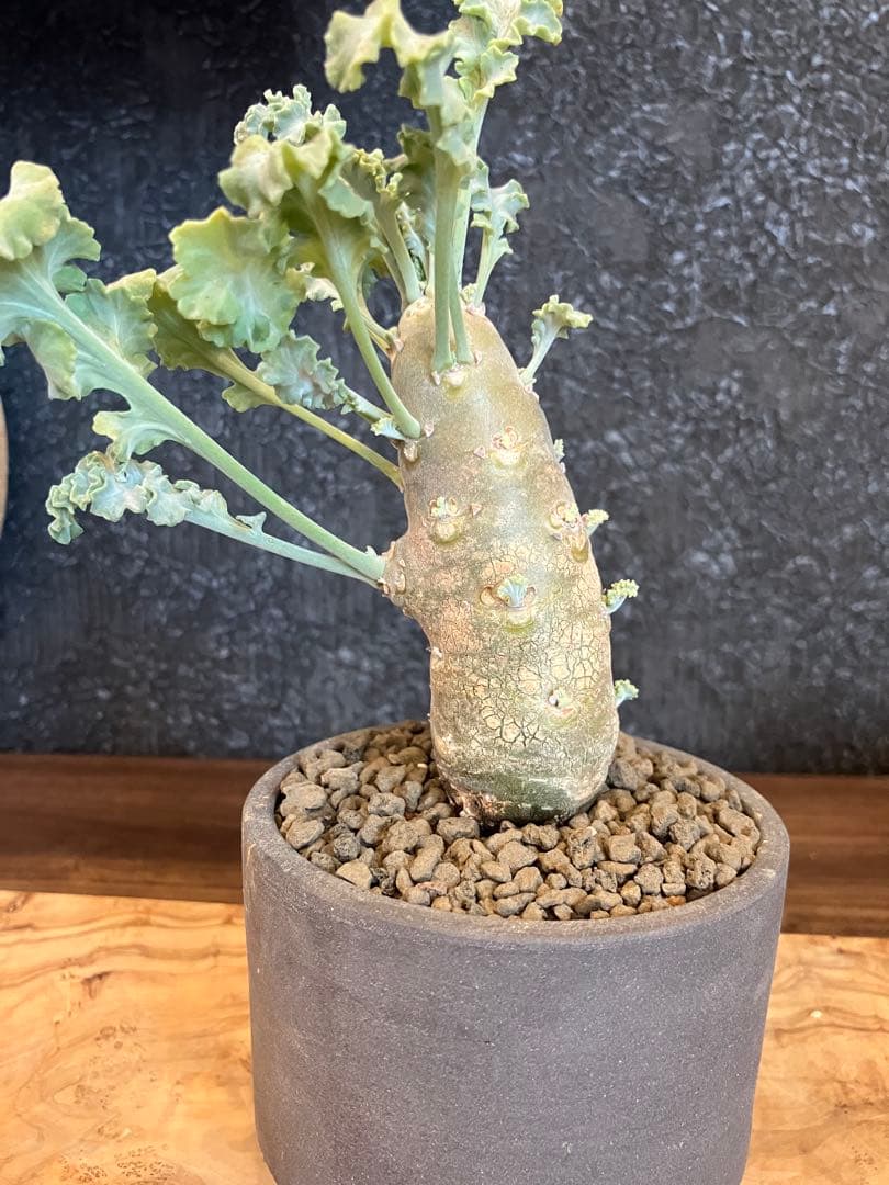 ペラルゴニウム　クリンガルドテンセ　実生　Kimihiro Plants 鉢付き