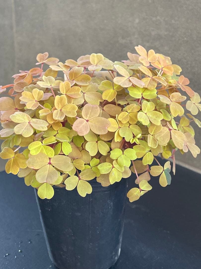 【花苗】オキザリス　黄昏　たそがれ　タグ付き ポットごと発送