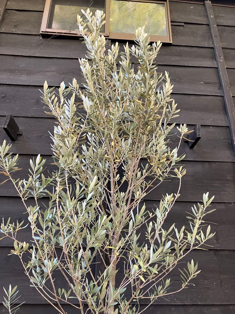 2 オリーブの木　シプレッシーノ