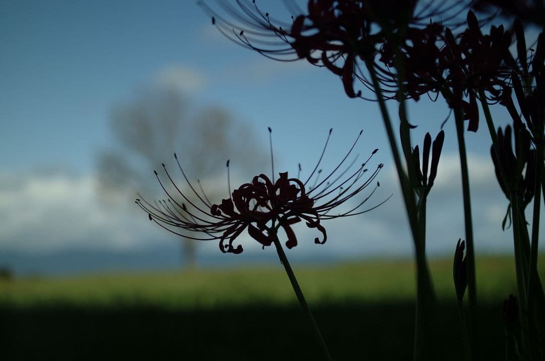 【レア】Tokina AT-X PRO 35mm F2.8 DX Macro
