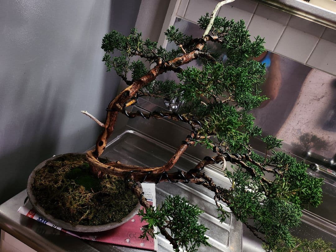 真柏盆栽