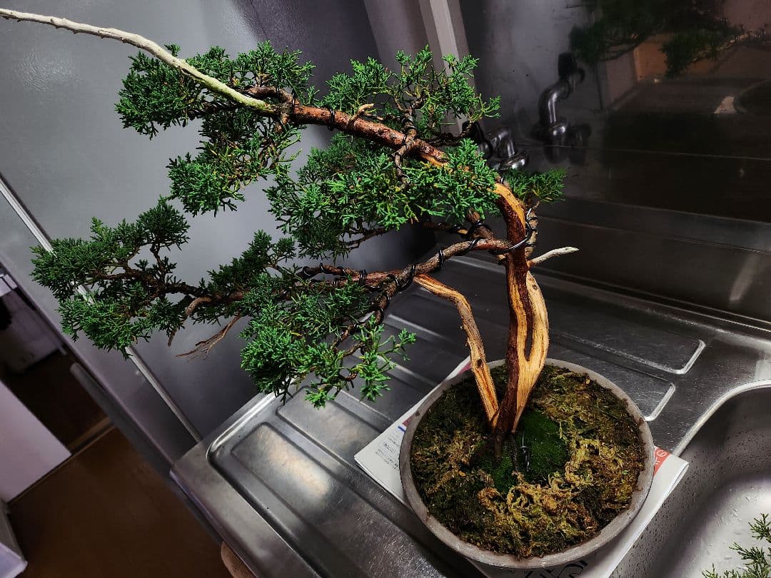 真柏盆栽