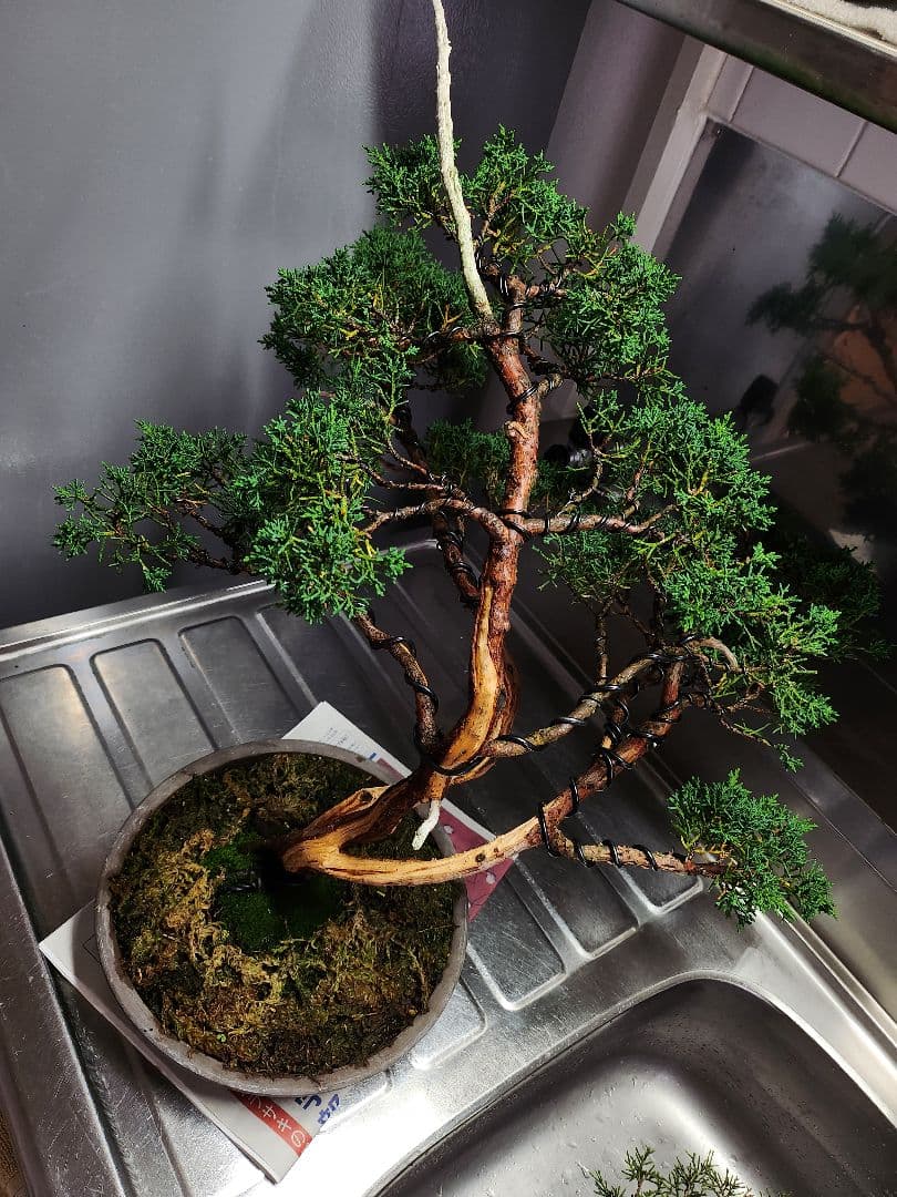 真柏盆栽