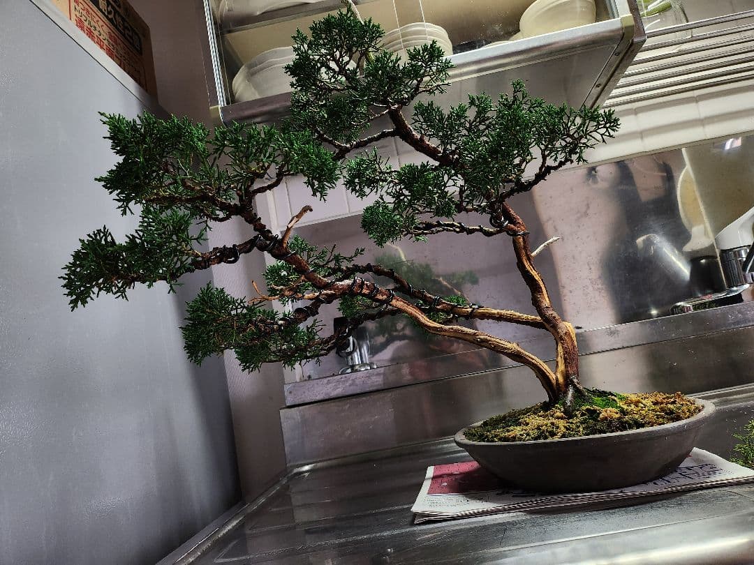 真柏盆栽