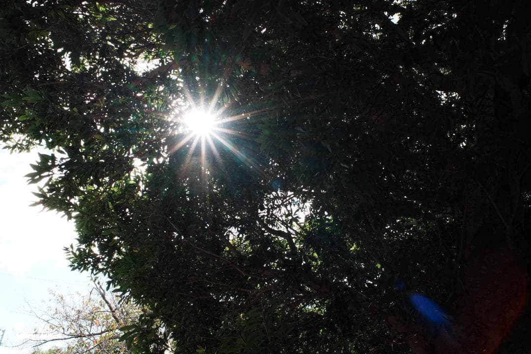 高解像力と優れた描写 Nikon Ai Nikkor 28mm F2.8 275