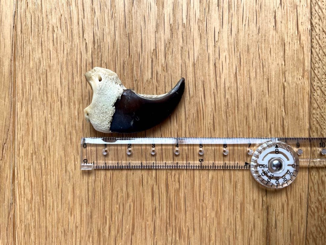 熊爪　ベアクロー　10個セット　標本　キムンカムイ　北海道