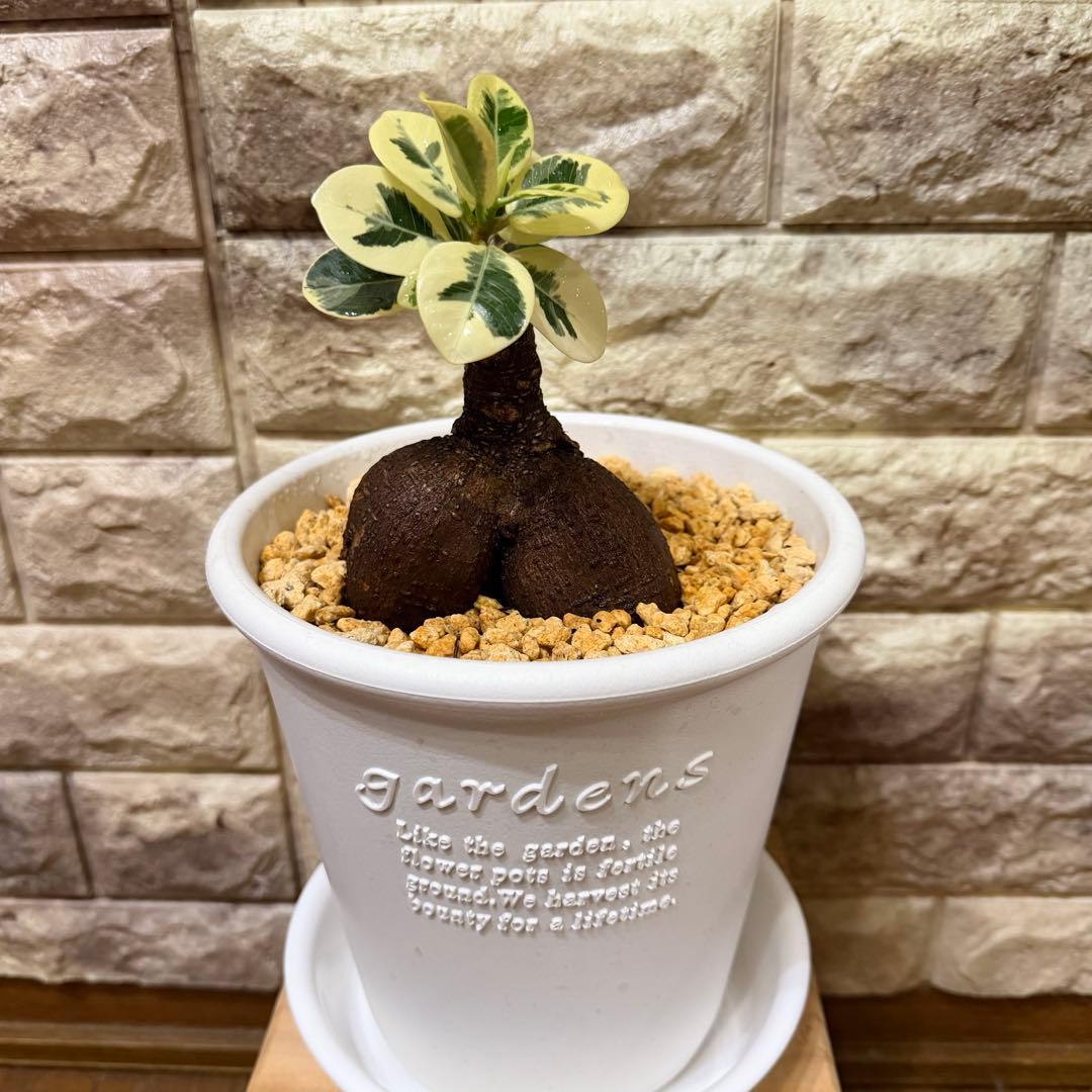 美株 将来有望 パンダガジュマル斑入り 接木株/親株クラス/葉数多/新芽複数