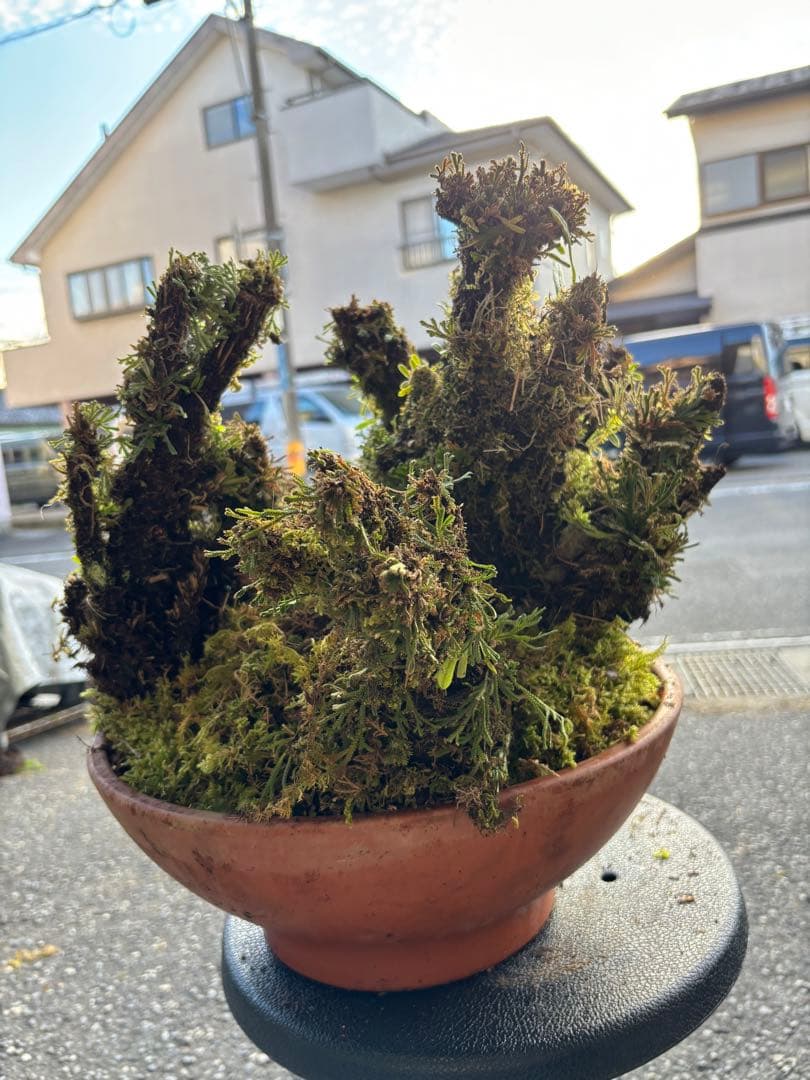 NO１６ イワヒバ(岩松） 30年物 静岡県玉川産 激安の投売り大特価