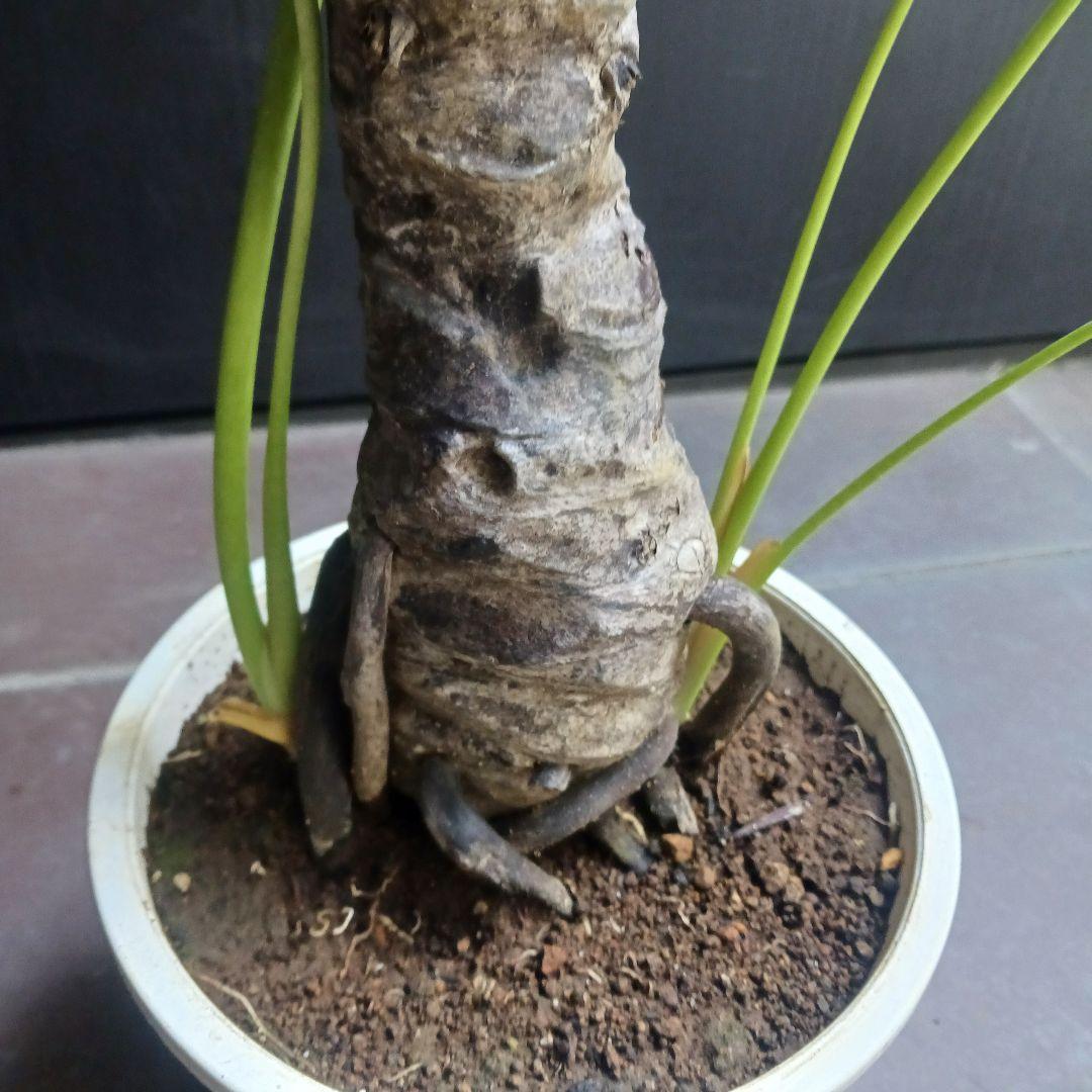 10 セローム　6号　幹上がり　幹立ち　八丈島産