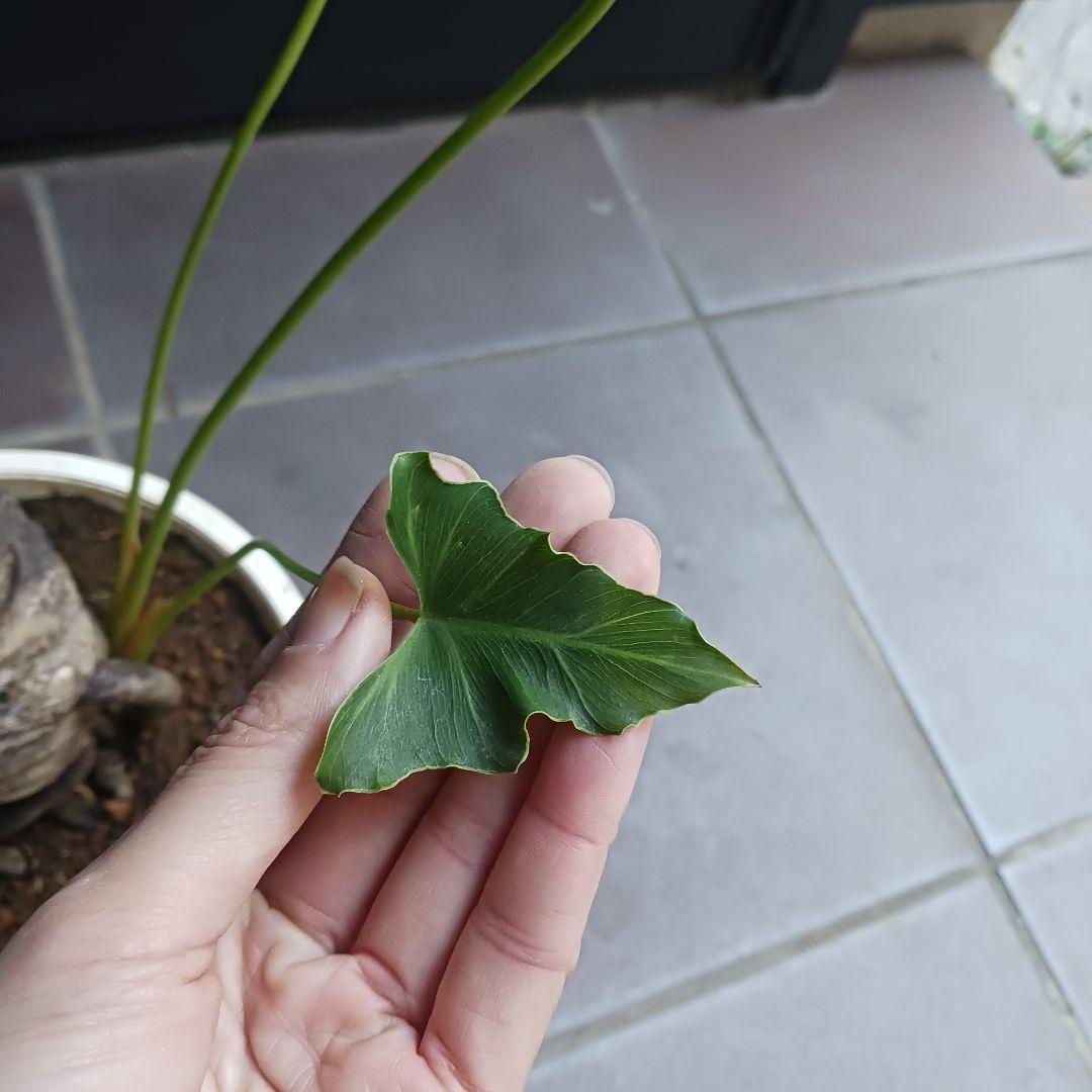 10 セローム　6号　幹上がり　幹立ち　八丈島産