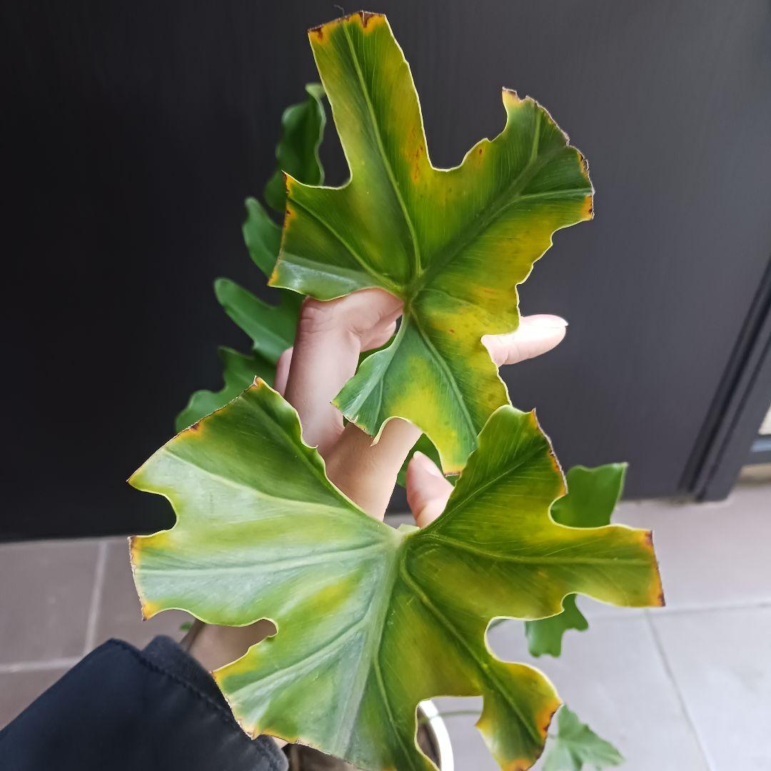 10 セローム　6号　幹上がり　幹立ち　八丈島産