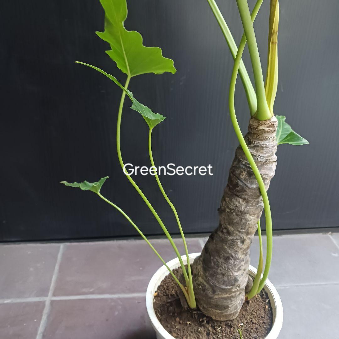 10 セローム　6号　幹上がり　幹立ち　八丈島産