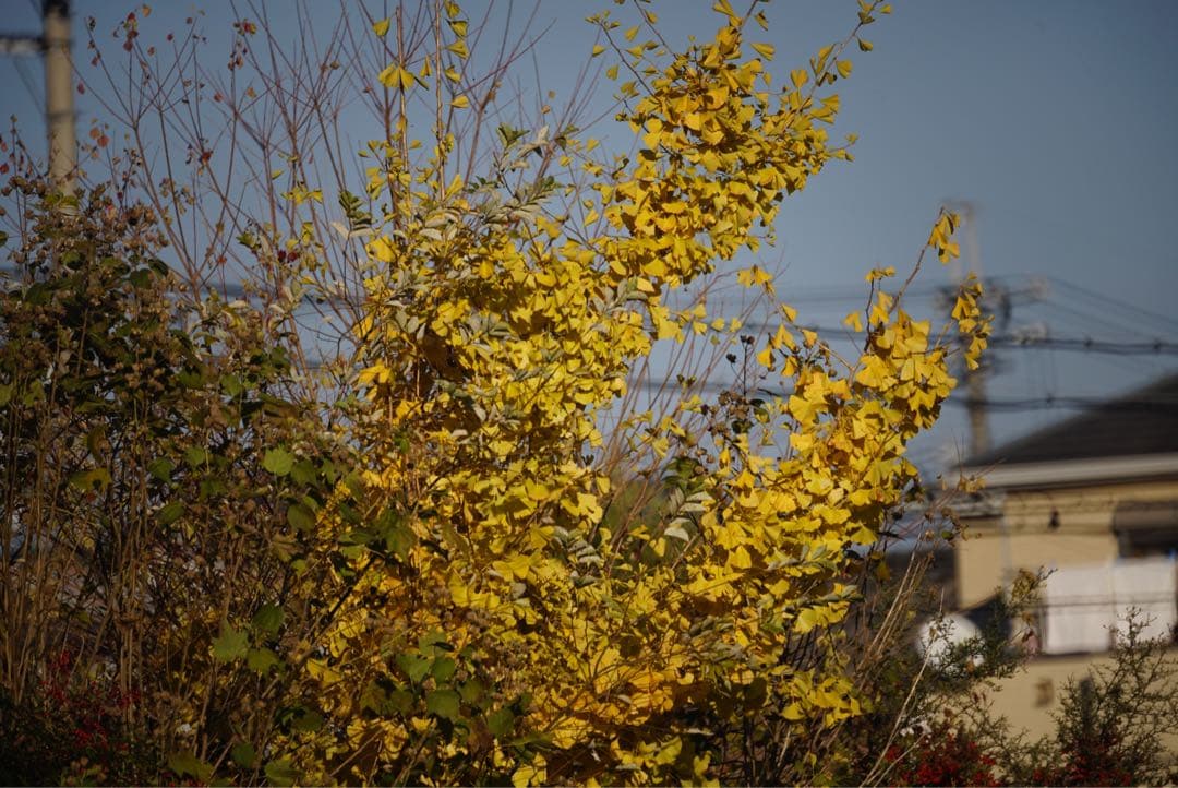 ニコンミラーレンズ500 F8