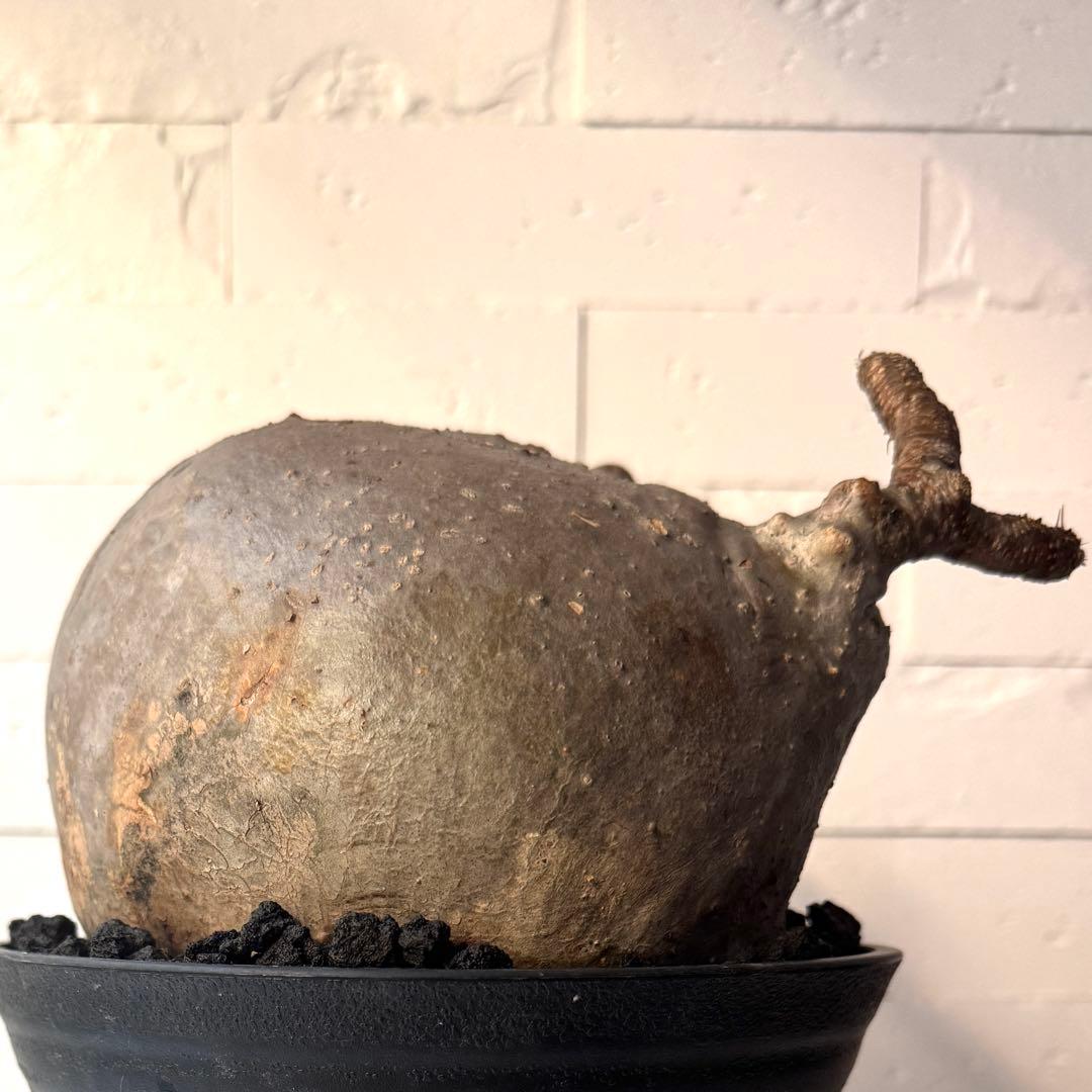 【紋次郎】PG40 パキポディウム グラキリス 発根済 現地株