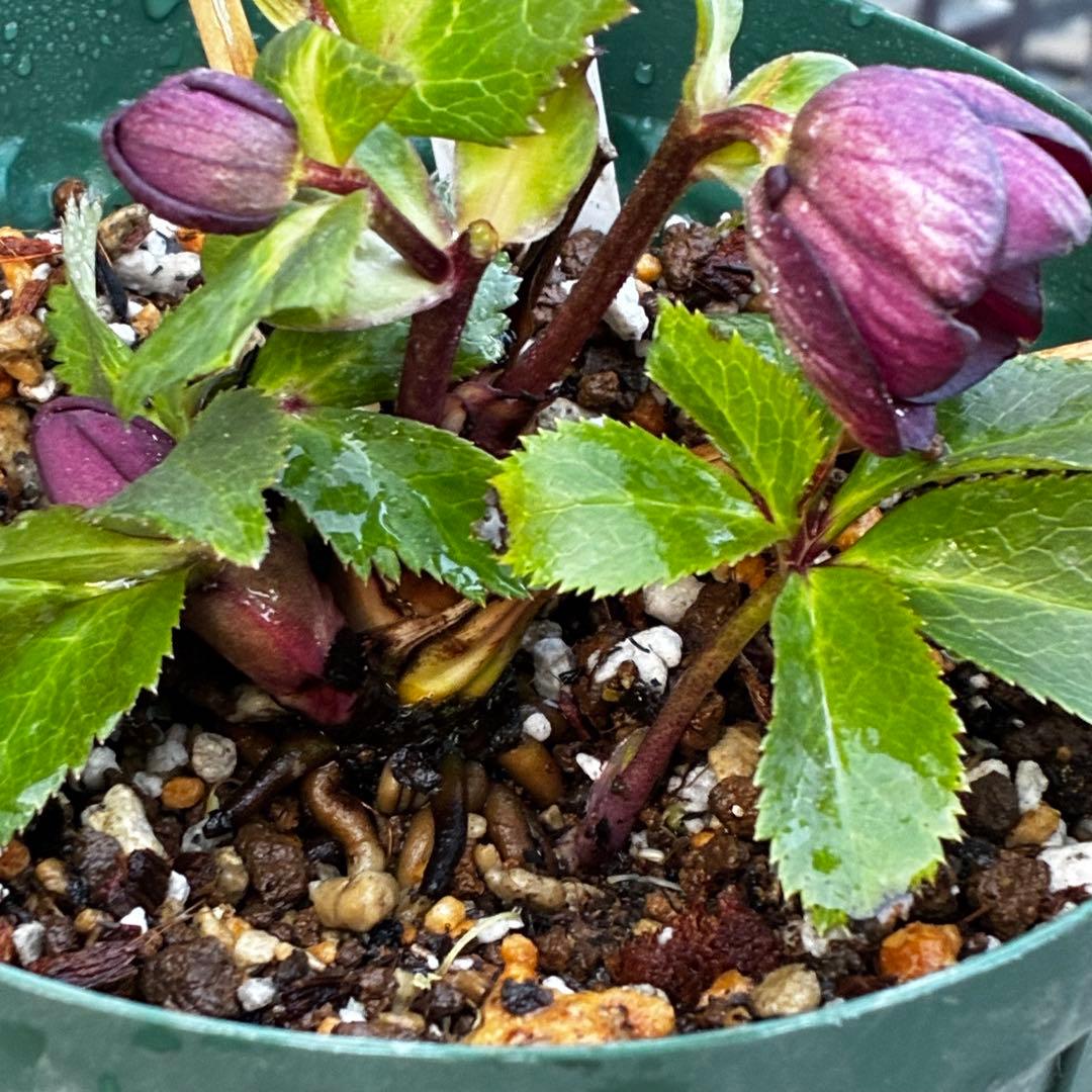 タ*ン様 3485☘️蕾花タグ付☘️極上☘️SD⭐️ダークミスティーク⭐️超小〜