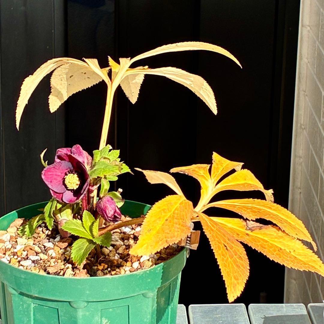 タ*ン様 3485☘️蕾花タグ付☘️極上☘️SD⭐️ダークミスティーク⭐️超小〜