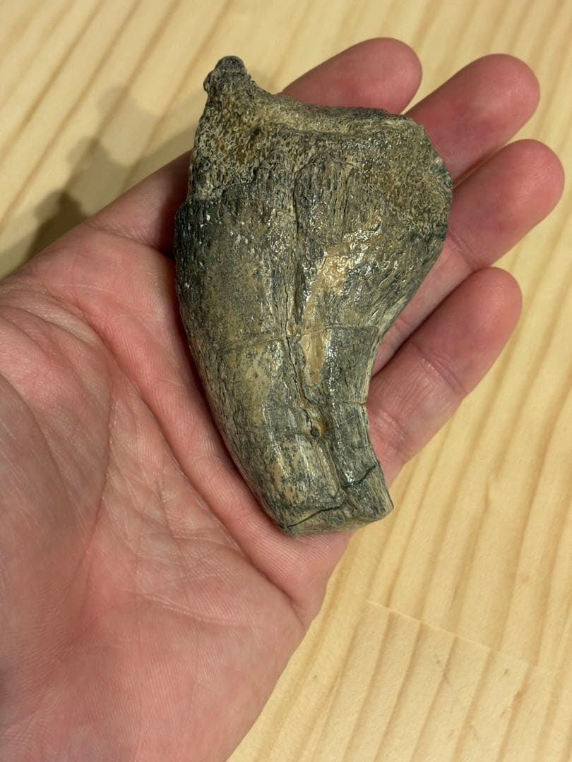 オススメ　補修なし　スコミムスのハンドクロウ　化石　恐竜