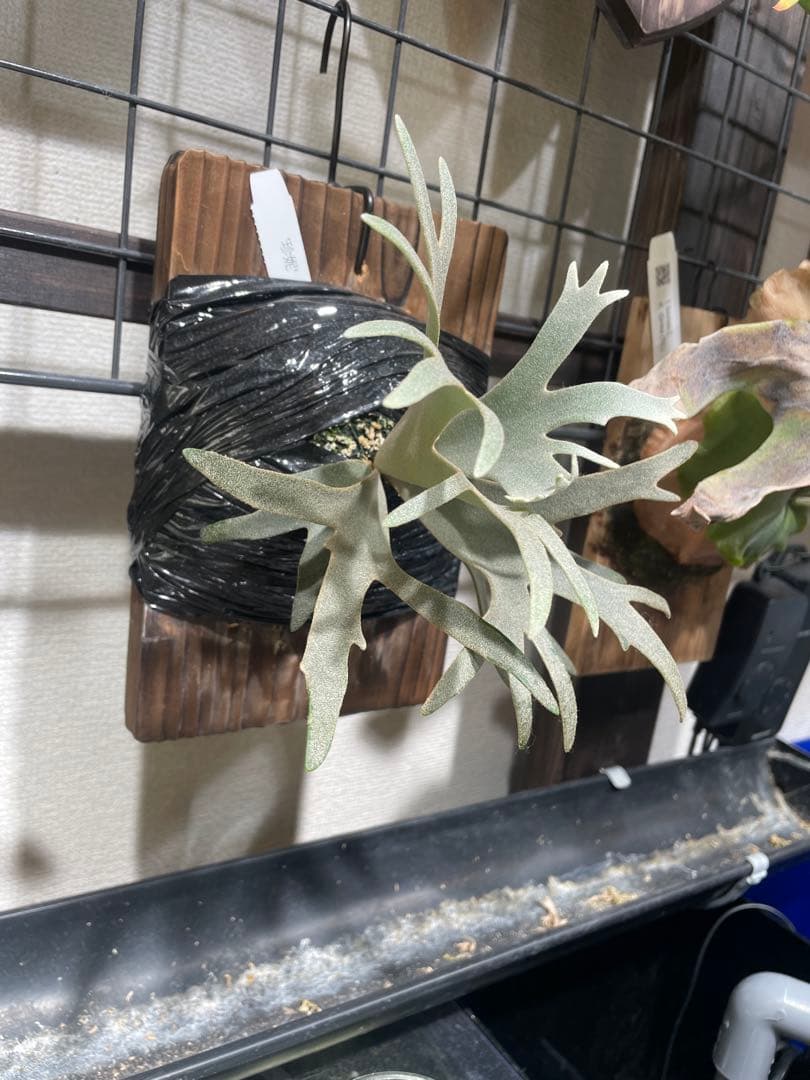 ビカクシダ jenny tc