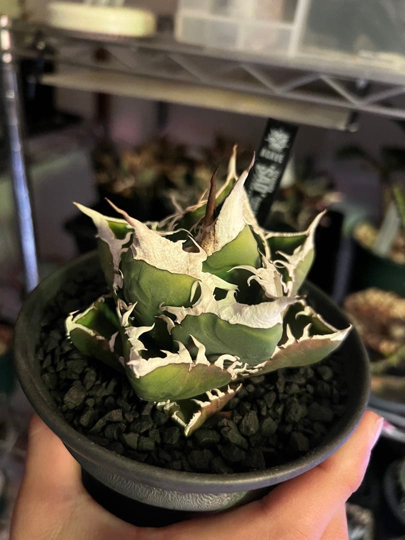 アガベ SAD (南アフリカダイヤモンド)初期輸入株 子株付き 鉢ごと発送