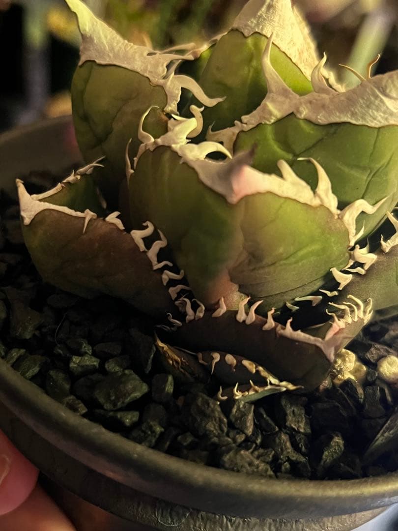 アガベ SAD (南アフリカダイヤモンド)初期輸入株 子株付き 鉢ごと発送