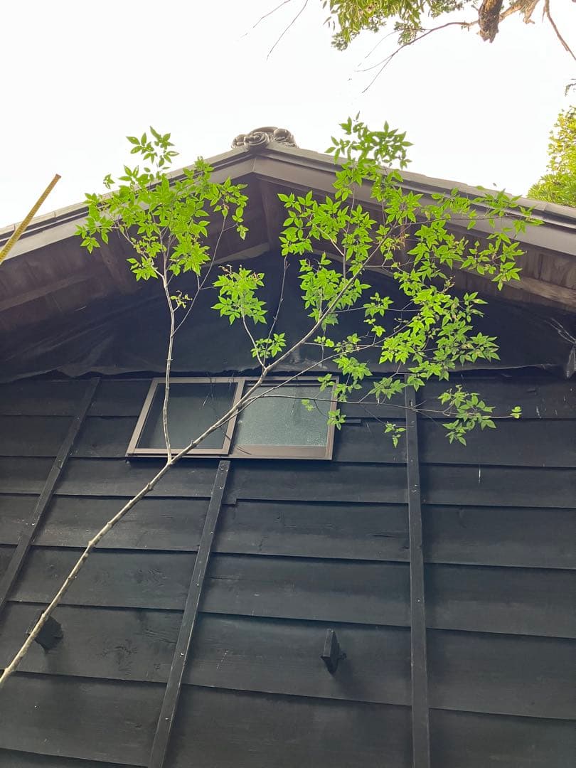 73 山採り　アオダモ