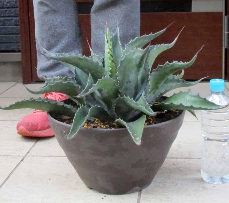 【現品】アガベ　サルミアナ・フェロックス ”ローガン・カルホーン”　10号　ま５