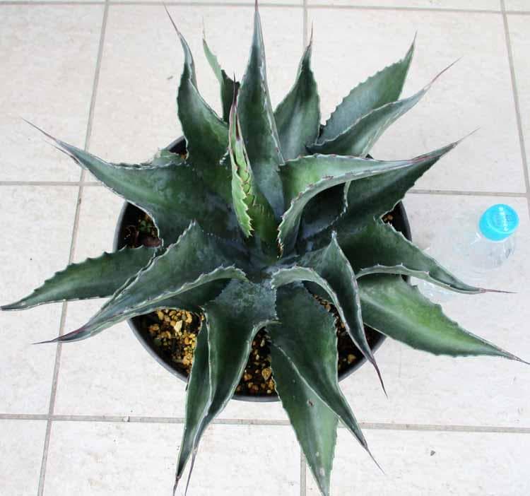 【現品】アガベ　サルミアナ・フェロックス ”ローガン・カルホーン”　10号　ま５