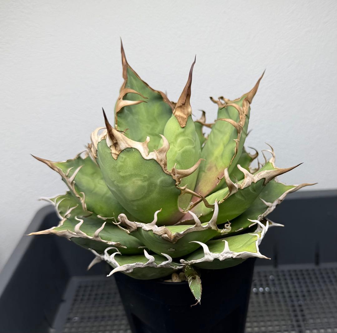 アガベ　シーザー　子株付き　特選株　チタノタ　鉢ごと　メルカリ便