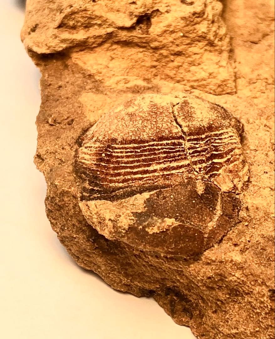 三葉虫　化石　Meitanillaenus