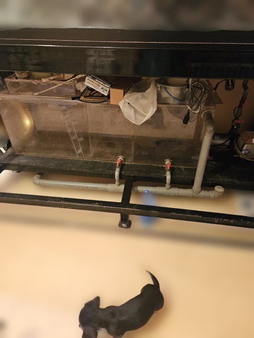 大型オーバーフロー水槽