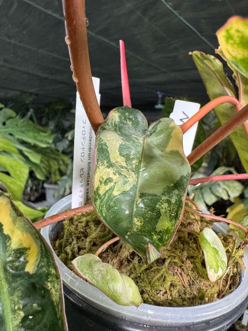 3フィロデンドロン　ビレッティア　斑入り