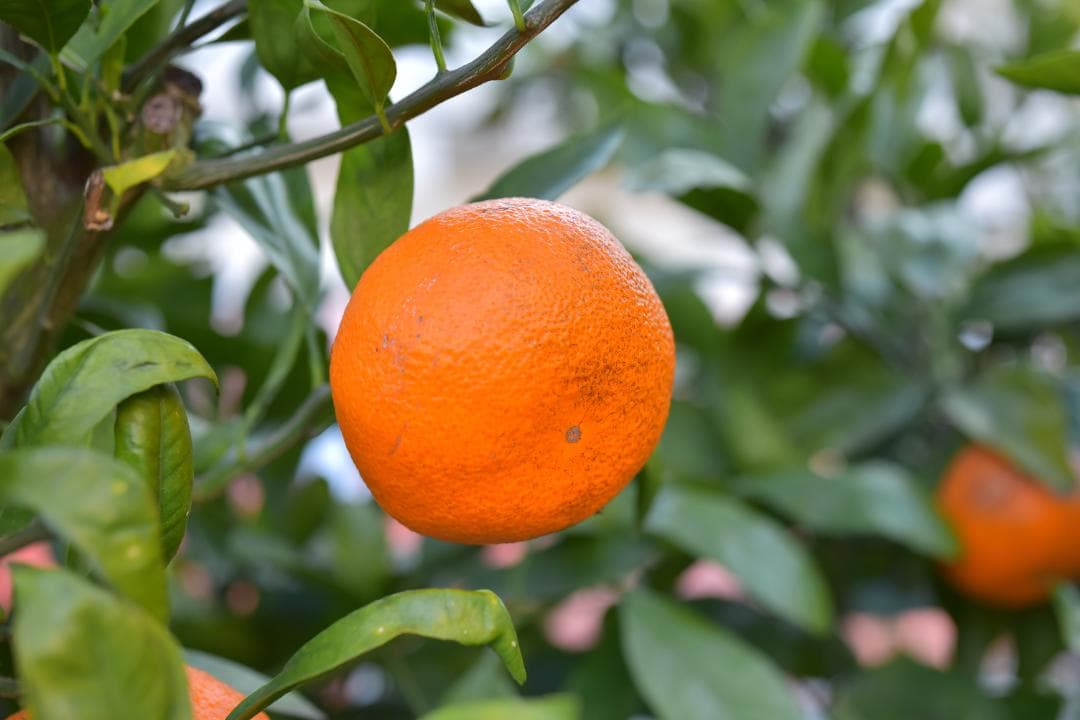 レンズ(単焦点) Nikon AF Micro-NIKKOR 55mm F2.8 #7886