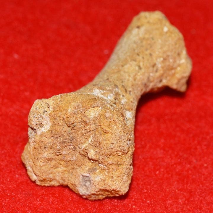 モロッコ産 ガリアネミスの肢骨化石