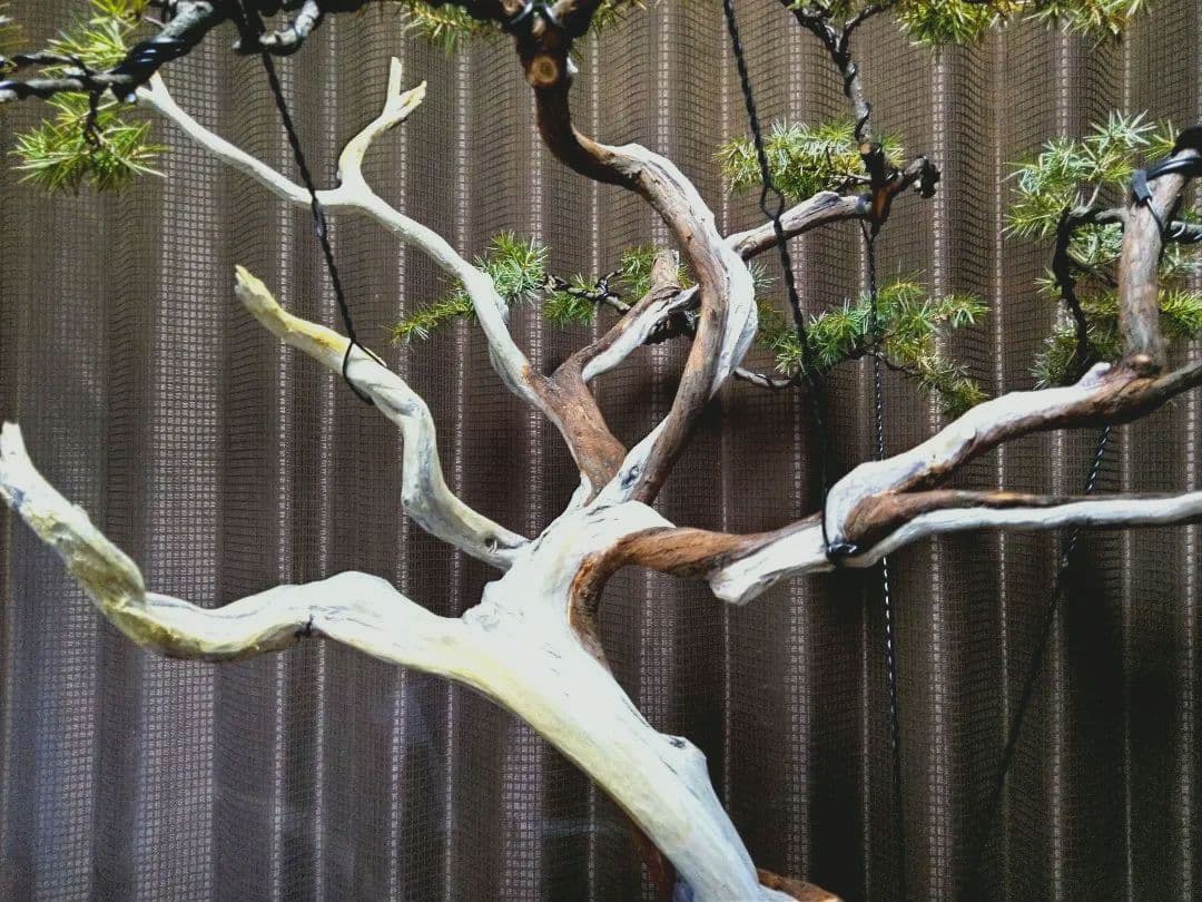 【大品　杜松盆栽】真柏　　　 ⭕山木樹齢200年超希少❗