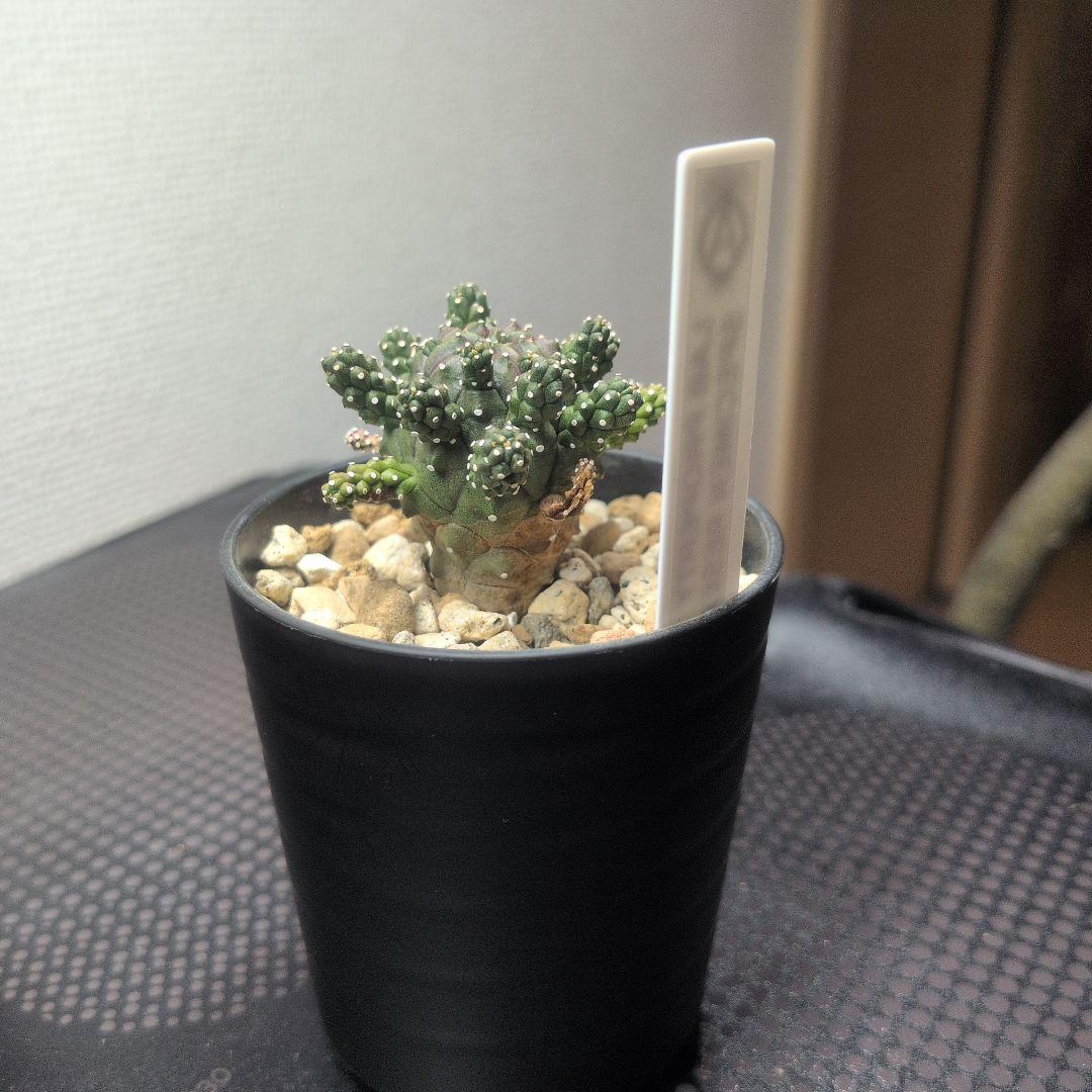 【レア】ユーフォルビア ガムケンシス 塊根植物 コーデックス ボタニカル