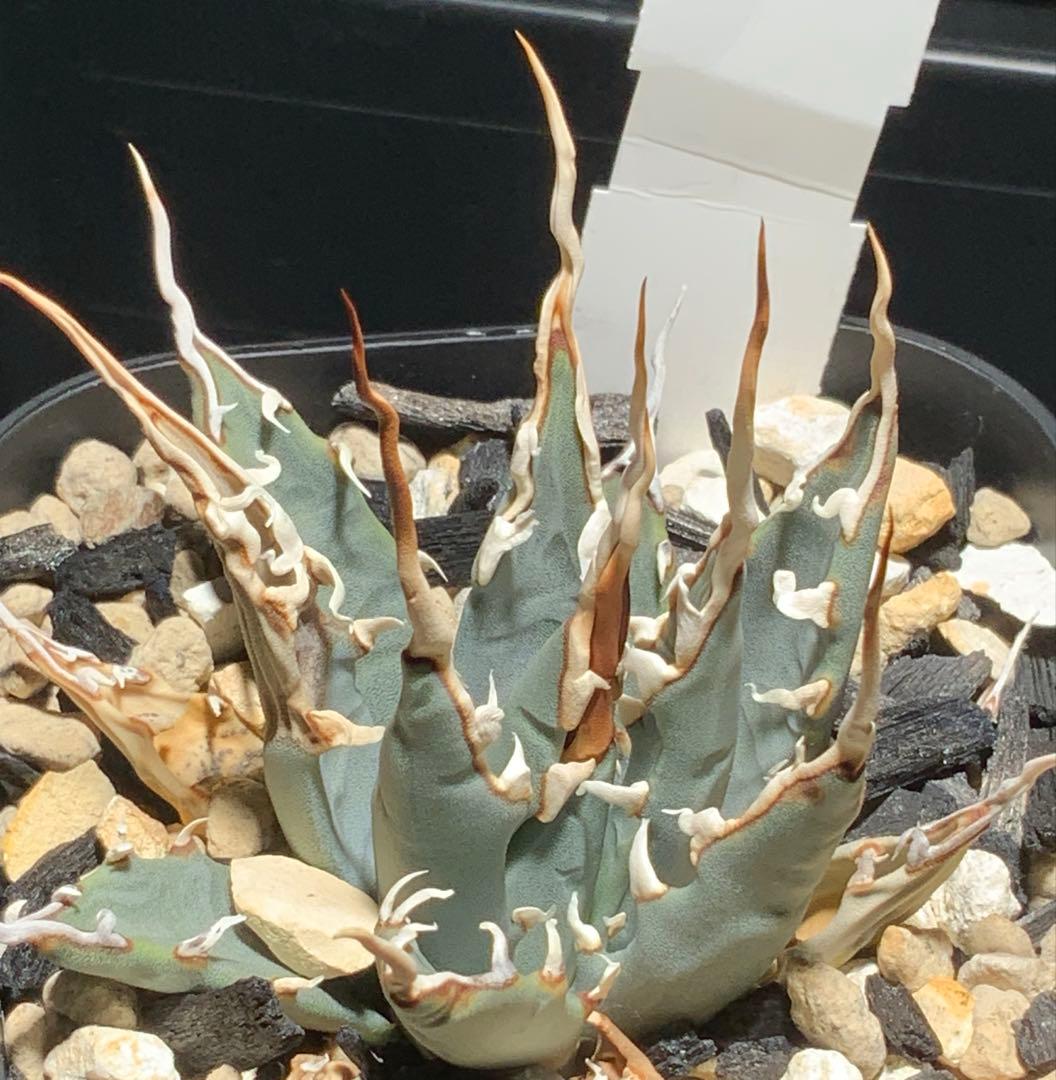 【コメント限定値引き中】エボリスピナ 陽炎 コレクション株①