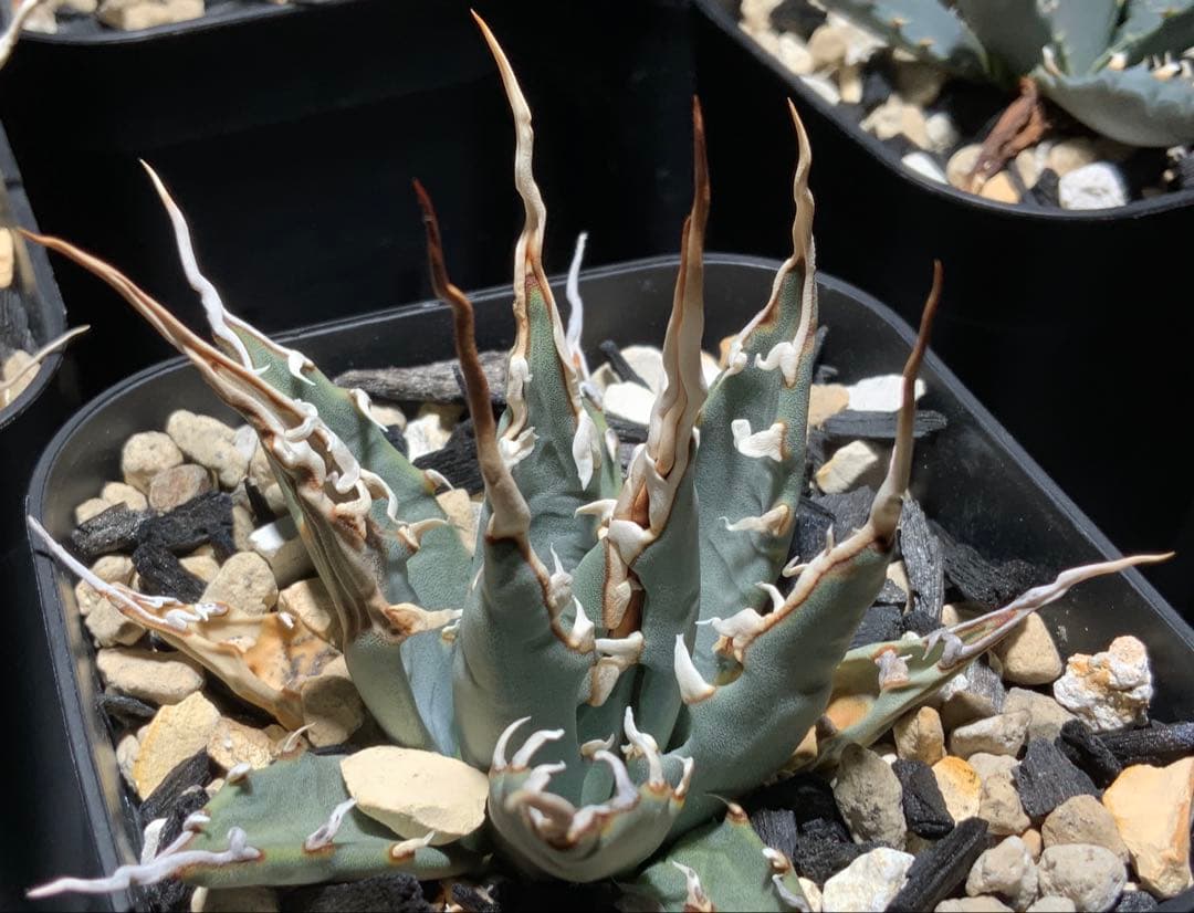 【コメント限定値引き中】エボリスピナ 陽炎 コレクション株①